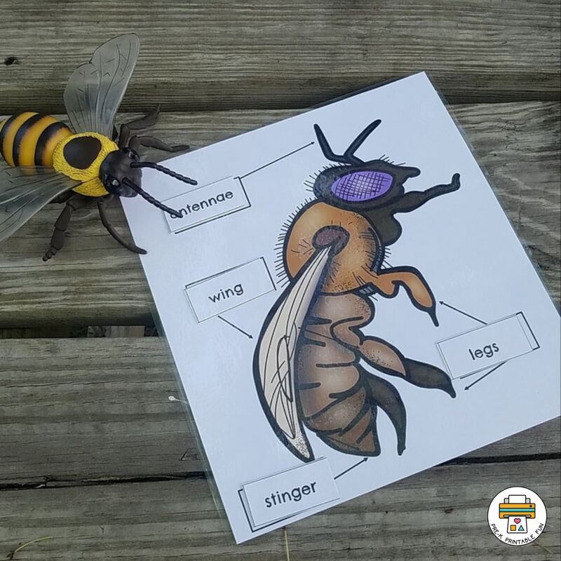 How to Draw a Bee Easy Printable Lesson For Kids